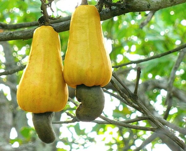 حقایق عجیب و خواندنی بادام هندی- شهر بادام هندی ایران کجاست؟