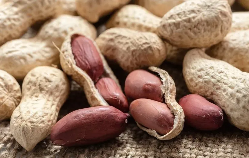 اهمیت مصرف بادام زمینی برای سلامتی استخوان‌ها - خواص بادام زمینی برای استخوان‌ها را بشناسید؛ منبعی سرشار از کلسیم، منیزیم و فسفر که به تقویت استخوان‌ها، افزایش تراکم و پیشگیری از پوکی استخوان کمک می‌کند.